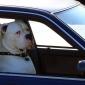 Get In The Car