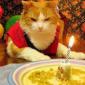 Birthday Kitty