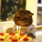 Birthday Kitty