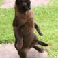 Standing Kitty