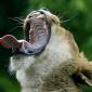 Yawn