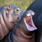 Yawn