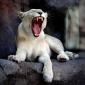 Yawn