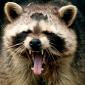 Yawn