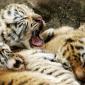 Yawn