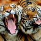 Yawn