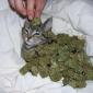 Weed Cat