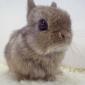 Fuzzy Bunny