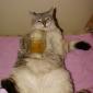 Drunk Cat