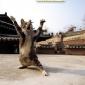 Shaolin Paws