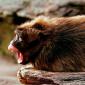 Yawn
