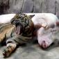 Yawn