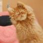 Barny's Nap Attacks