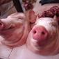 Smiling Pig Heads