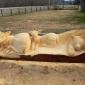 Wood Carved Statues