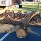 Wood Carved Statues