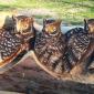 Wood Carved Statues