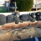 Wood Carved Statues