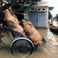 Improvised Transport