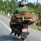 Improvised Transport