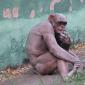 Hairless Chimpanzee