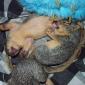 Baby Squirrels