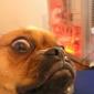 Dog Sneer