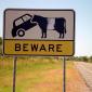 Beware Killer Bulls