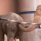 Elephants Are Perverts