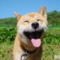 Happy Dog
