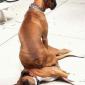 Lazy Dogs