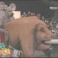 Mouse + Pig