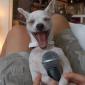 Singing Dog