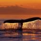 Whales