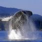 Whales