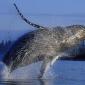Whales