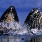 Whales