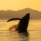 Whales