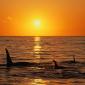 Whales