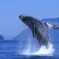Whales