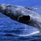Whales
