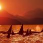 Whales