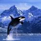 Whales