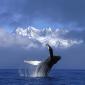 Whales