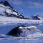 Whales