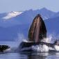 Whales