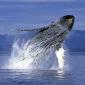 Whales