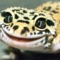 Happy Lizard