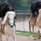 Bear Riding A Horse