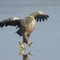 Running Eagle